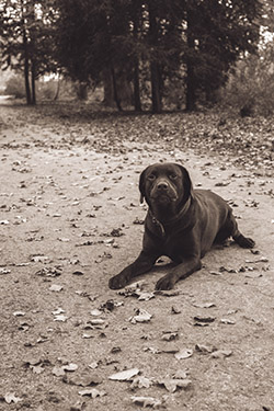 Fotoshoot hond Deventer